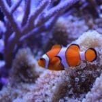 The great barrier reef